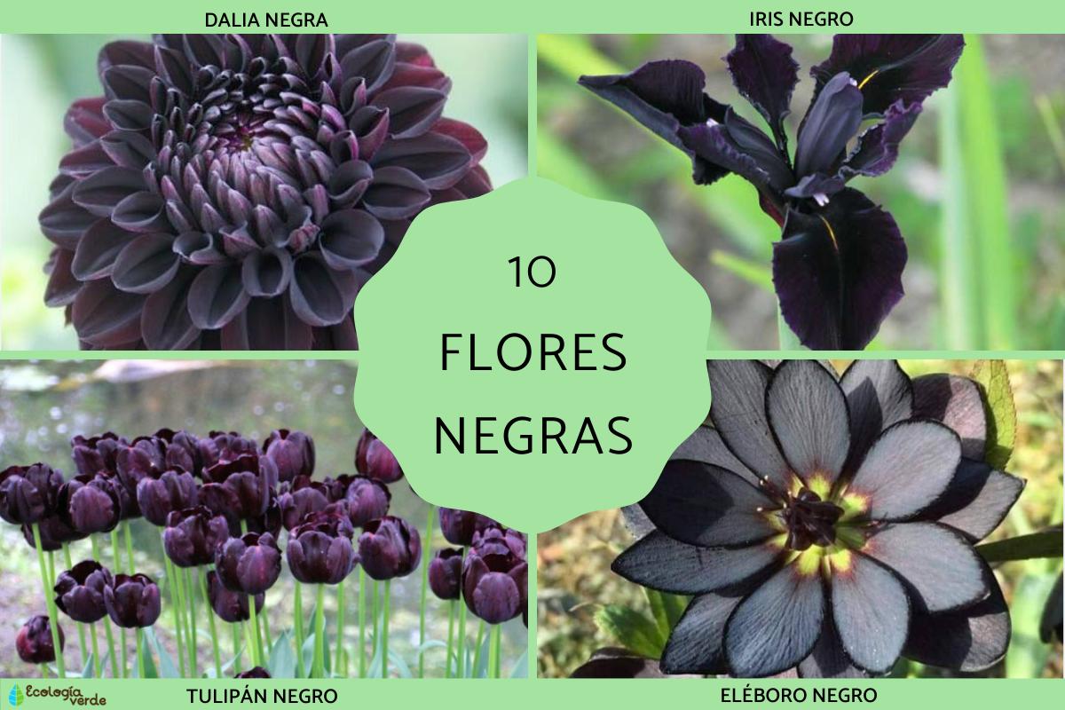 Flores negras