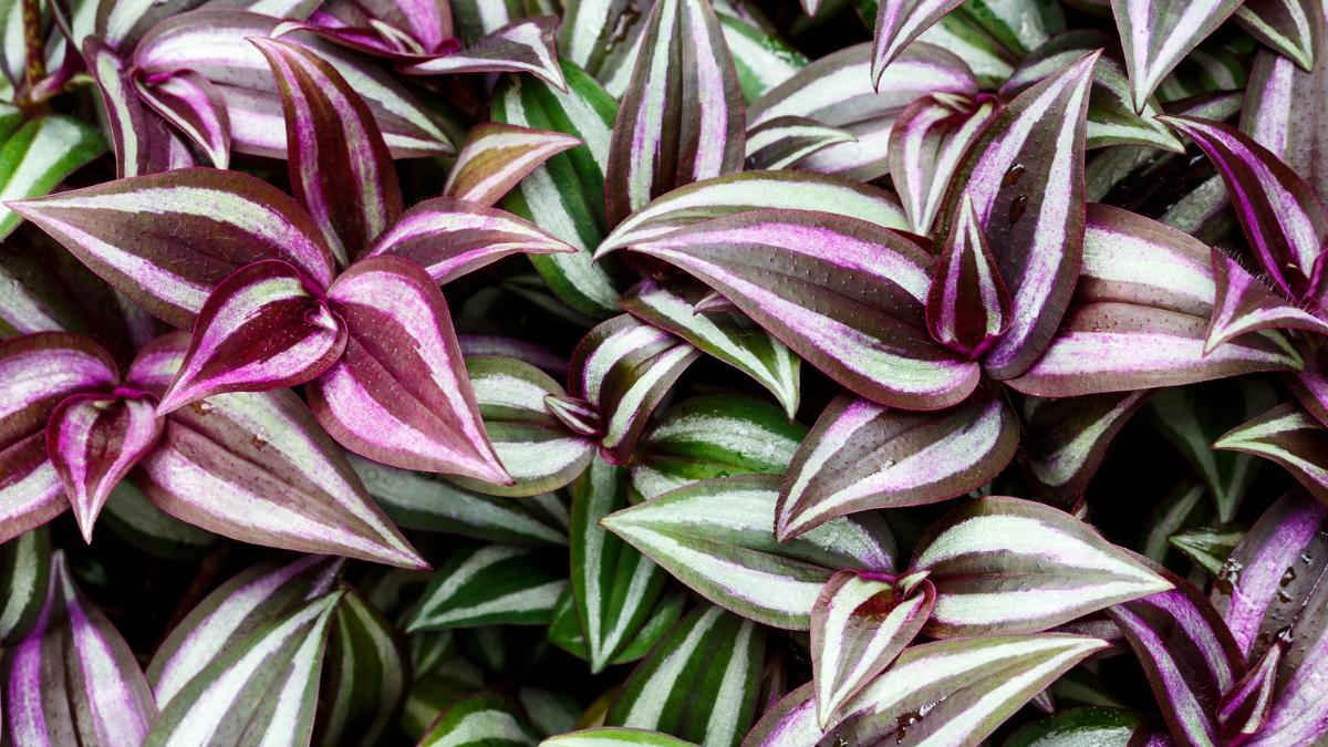 La planta de hojas moradas que crece en maceta y queda ideal en estanterías: necesita pocos cuidados