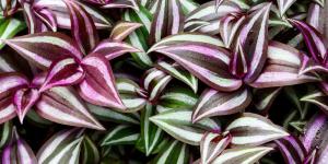 La planta de hojas moradas que crece en maceta y queda ideal en estanterías: necesita pocos cuidados