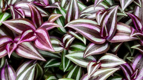 La planta de hojas moradas que crece en maceta y queda ideal en estanterías: necesita pocos cuidados