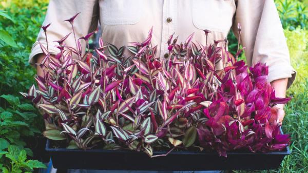 La planta de hojas moradas que crece en maceta y queda ideal en estanterías: necesita pocos cuidados - Tradescantia: así es la planta de hojas violetas que decora cualquier rincón