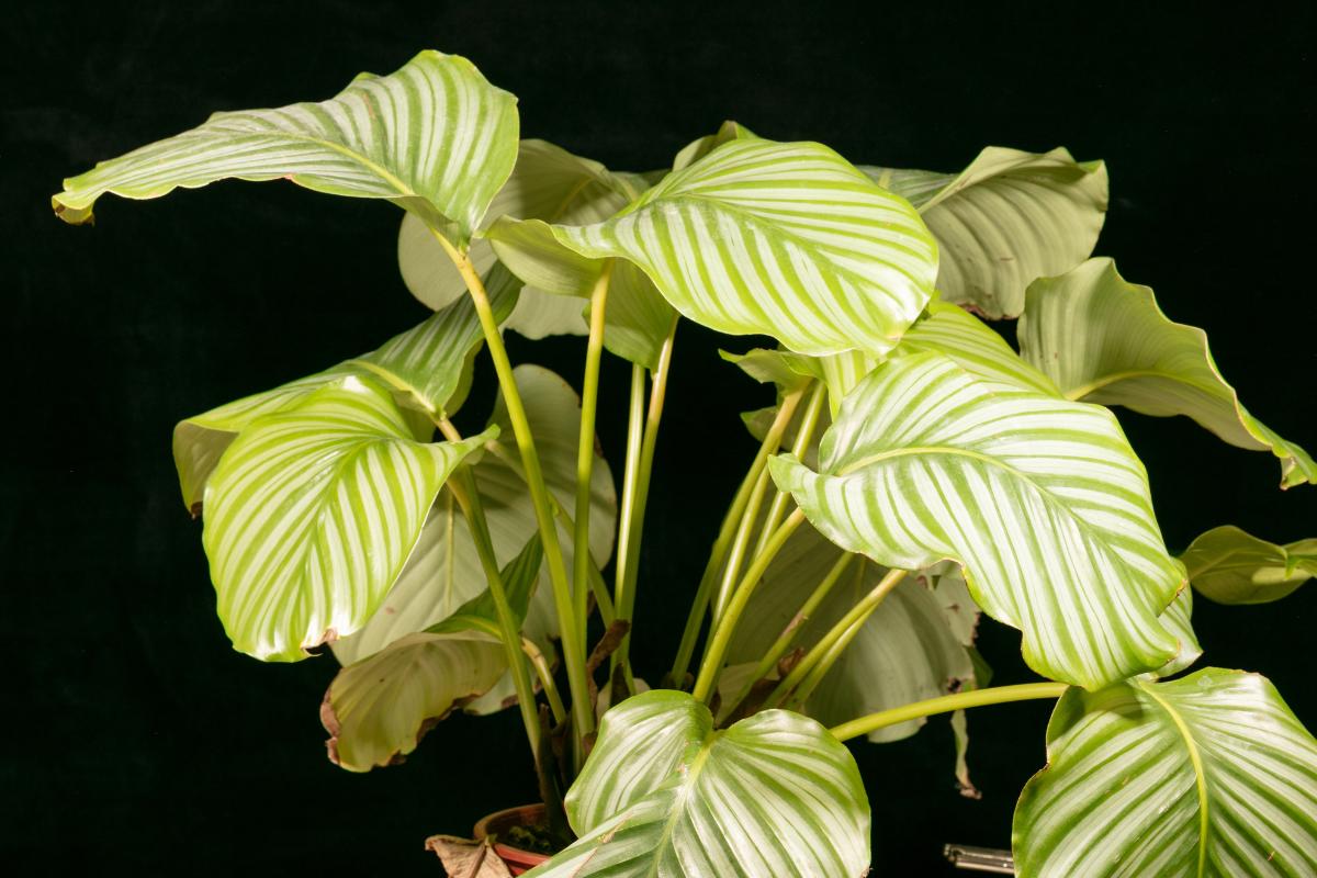 Calathea con las hojas amarillas: causas y cómo recuperarla