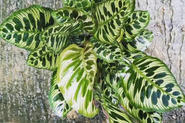 Calathea con las hojas amarillas: causas y cmo recuperarla