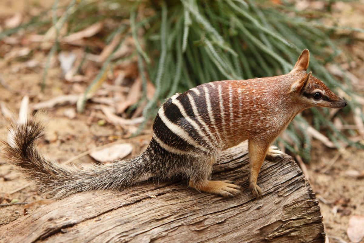 Numbat: hábitat, alimentación y reproducción