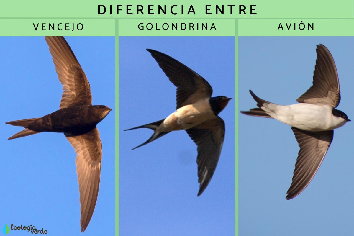 Diferencia entre vencejo, golondrina y avión