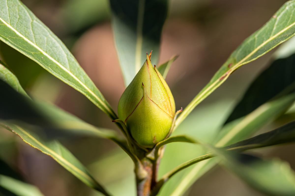 Verticilos: qué son y cuáles son