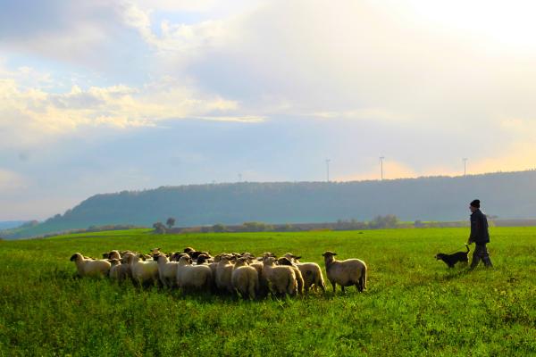 Curiosidades de las ovejas - Acompañan al ser humano desde hace más de 10.000 años
