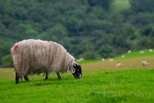 Curiosidades de las ovejas - Cumplen un rol fundamental en los ecosistemas