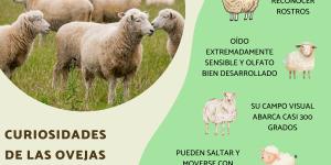 Curiosidades de las ovejas