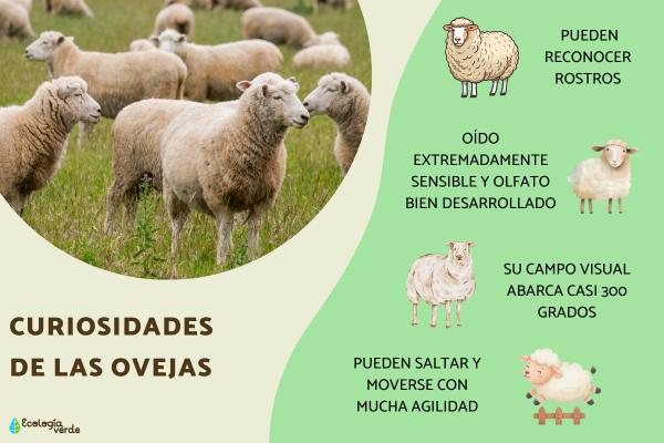 Curiosidades de las ovejas