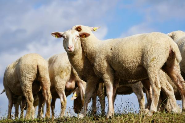 Curiosidades de las ovejas - Las ovejas pueden reconocer rostros
