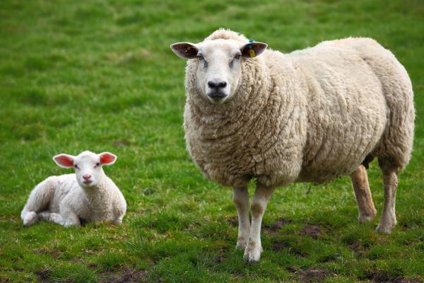 Curiosidades de las ovejas - Su campo visual abarca casi 300 grados