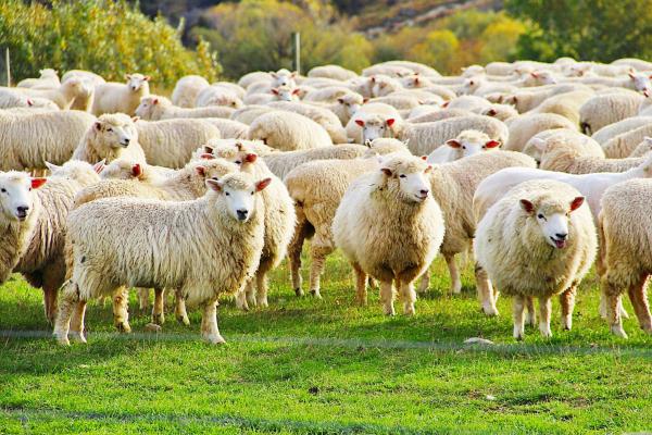 Curiosidades de las ovejas - Sus balidos tienen distintos significados