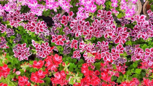 Las plantas que debes plantar en abril para tener un jardín lleno de flores esta temporada - Las plantas con flores que debes plantar en abril para tener un jardín lleno de color