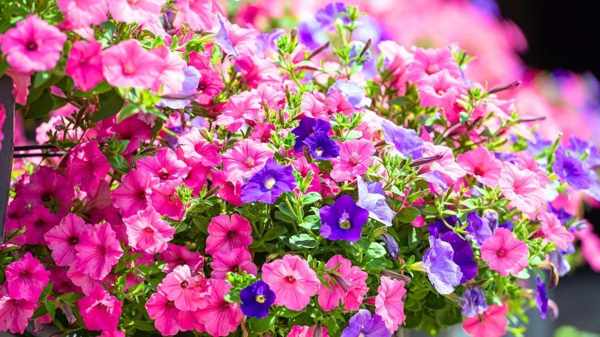 Las plantas que debes plantar en abril para tener un jardín lleno de flores esta temporada