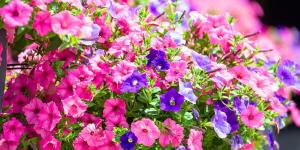 Las plantas que debes plantar en abril para tener un jardín lleno de flores esta temporada