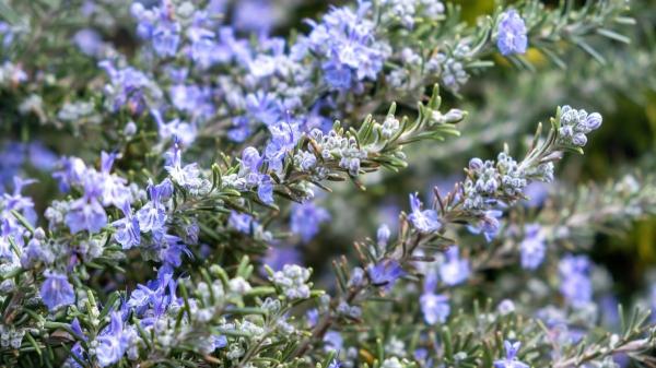 Las plantas que debes plantar en abril para tener un jardín lleno de flores esta temporada - Otras plantas resistentes que merece la pena plantar en el jardín en abril