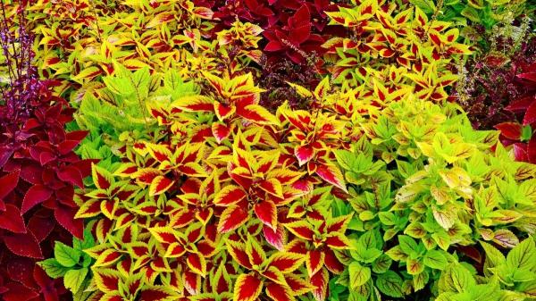 Las plantas que debes plantar en abril para tener un jardín lleno de flores esta temporada - Plantas de hojas frondosas que también transforman tu jardín