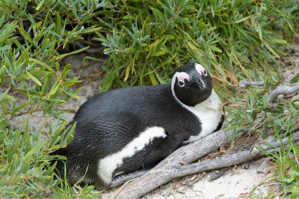 Pingüino africano - ¿Cómo es la reproducción del pingüino africano?