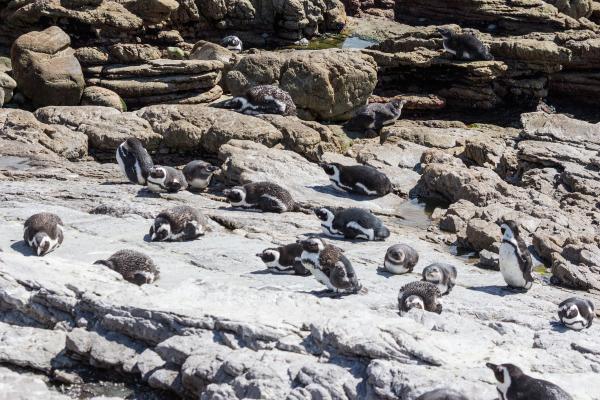 Pingüino africano - ¿Dónde vive el pingüino africano?