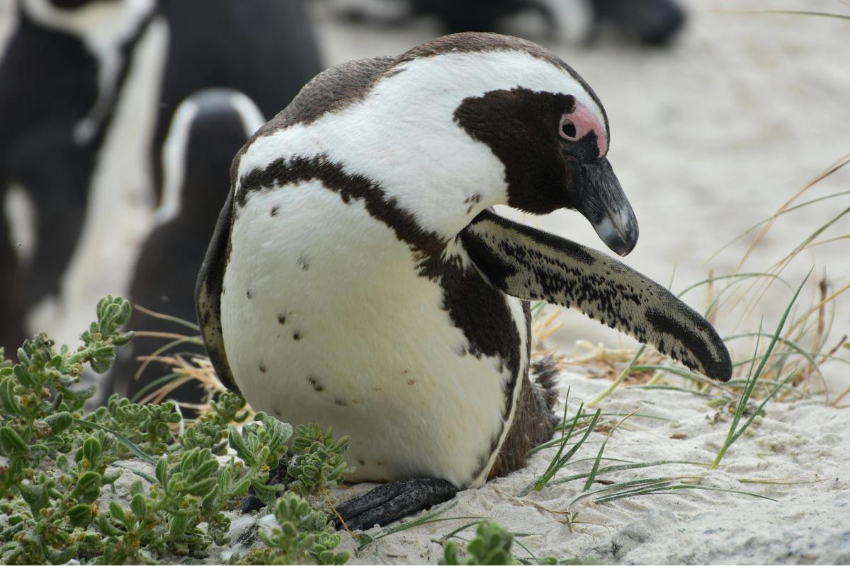 Pingüino africano