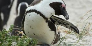 Pingüino africano