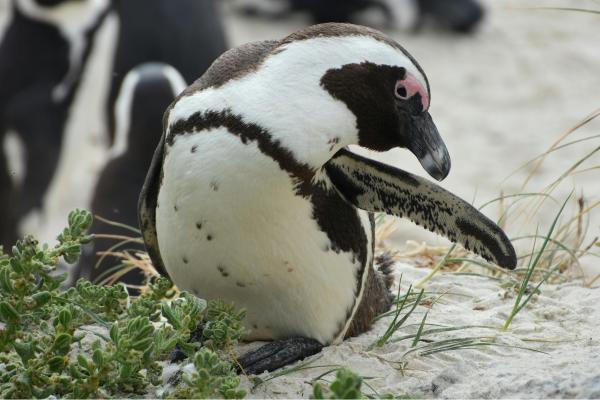 Pingüino africano