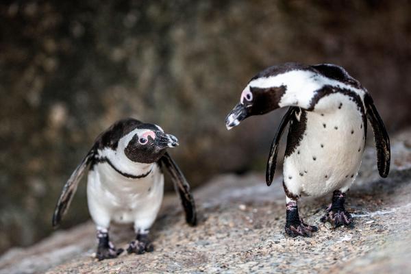 Pingüino africano - ¿Qué come el pingüino africano?