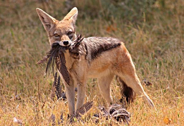 Chacal - Alimentación del chacal