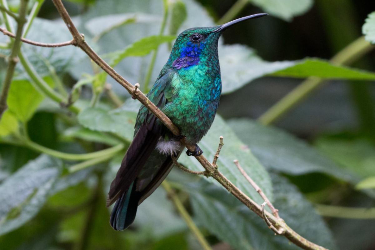 10 tipos de colibríes - Guía con nombres e imágenes