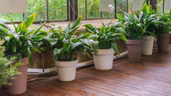 Ni potos ni monstera: la planta de interior que absorbe el calor y refresca el ambiente en verano - Cómo cuidar la aspidistra sin complicaciones