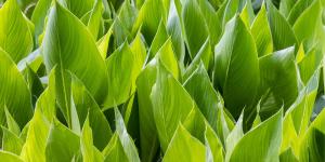 Ni potos ni monstera: la planta de interior que absorbe el calor y refresca el ambiente en verano