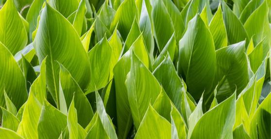 Ni potos ni monstera: la planta de interior que absorbe el calor y refresca el ambiente en verano