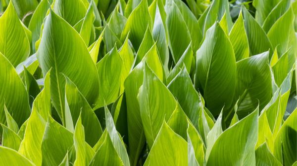 Ni potos ni monstera: la planta de interior que absorbe el calor y refresca el ambiente en verano