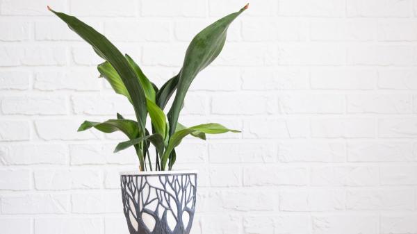 Ni potos ni monstera: la planta de interior que absorbe el calor y refresca el ambiente en verano - Por qué ayuda a crear un ambiente más fresco en casa