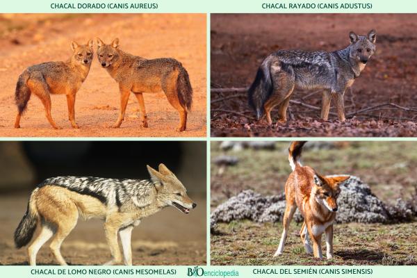 Chacal - Tipos de chacales 