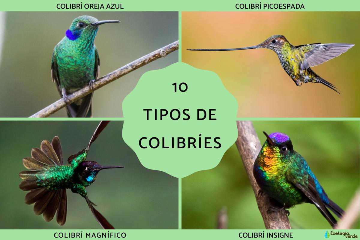 Tipos de colibríes