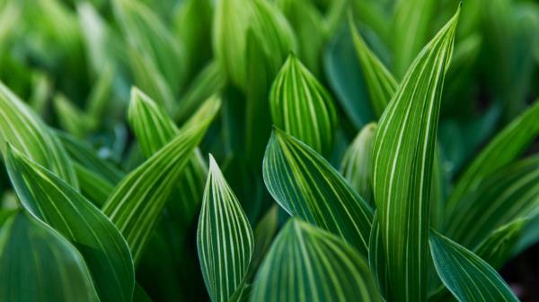 Ni potos ni monstera: la planta de interior que absorbe el calor y refresca el ambiente en verano - Una planta con historia y fama de “indestructible”