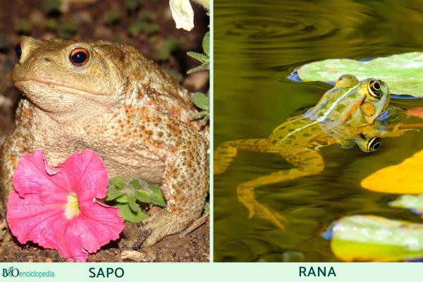 Diferencia entre sapo y rana - Aspecto físico