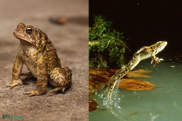 Diferencia entre sapo y rana - Comportamiento de desplazamiento