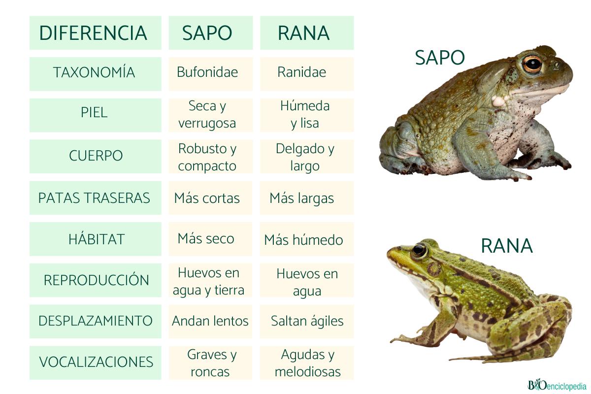 Diferencia entre sapo y rana