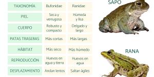 Diferencia entre sapo y rana
