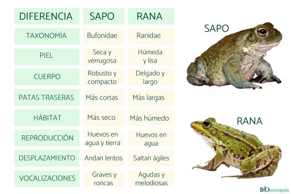 Diferencia entre sapo y rana