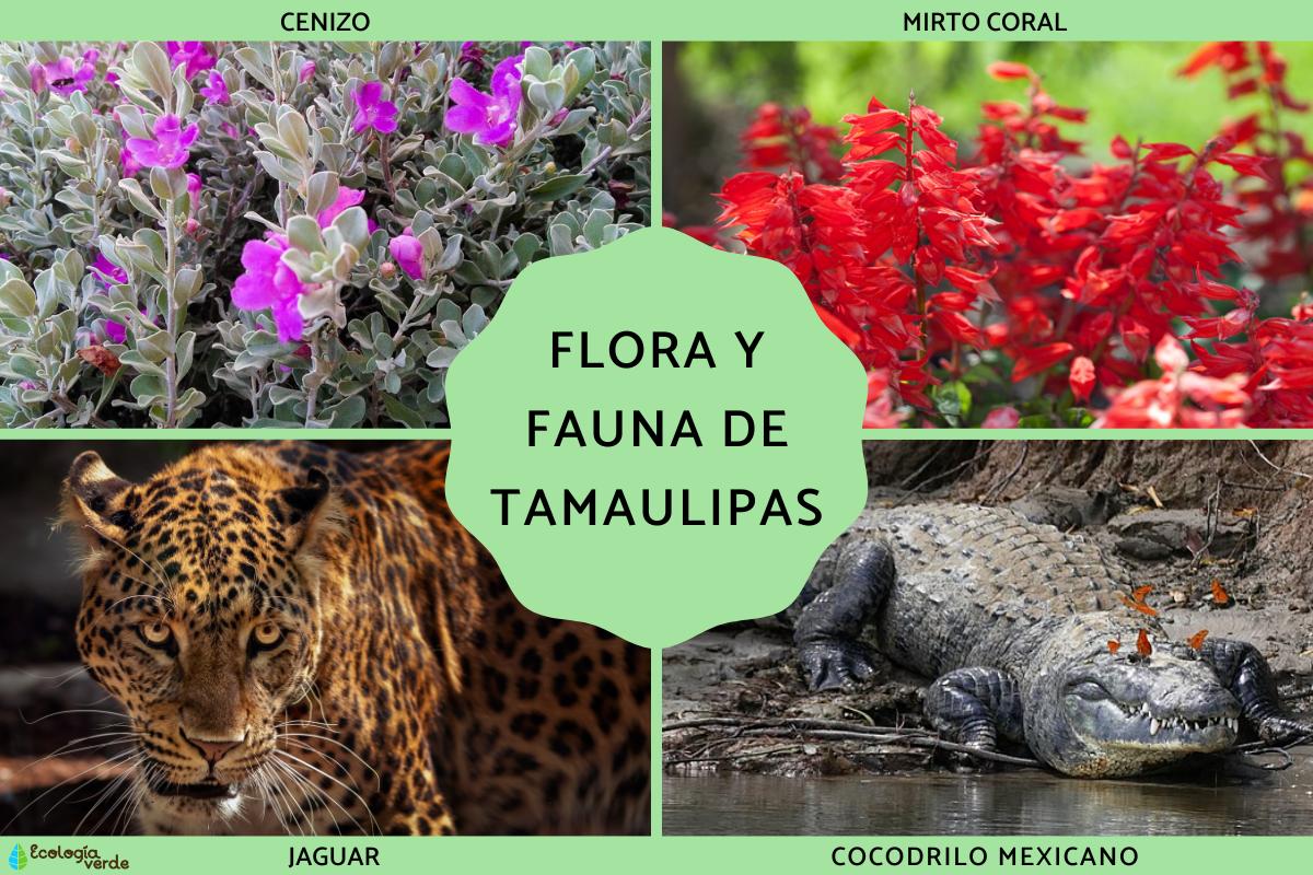Flora y fauna de Tamaulipas