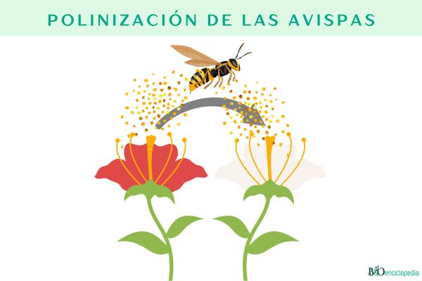 ¿Las avispas polinizan? - ¿Cómo polinizan las avispas?