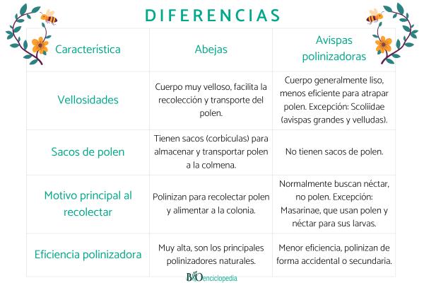 ¿Las avispas polinizan? - ¿Cuáles son las diferencias entre las abejas y las avispas polinizadoras?