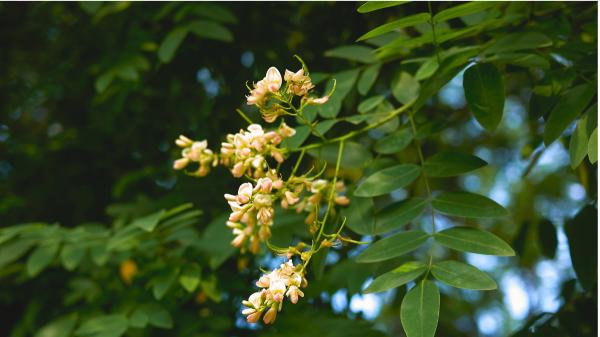 El árbol ornamental que está ayudando a expandirse a la primera abeja invasora de Europa: es muy común en jardines y ciudades - Dos especies exóticas que pueden favorecerse entre sí