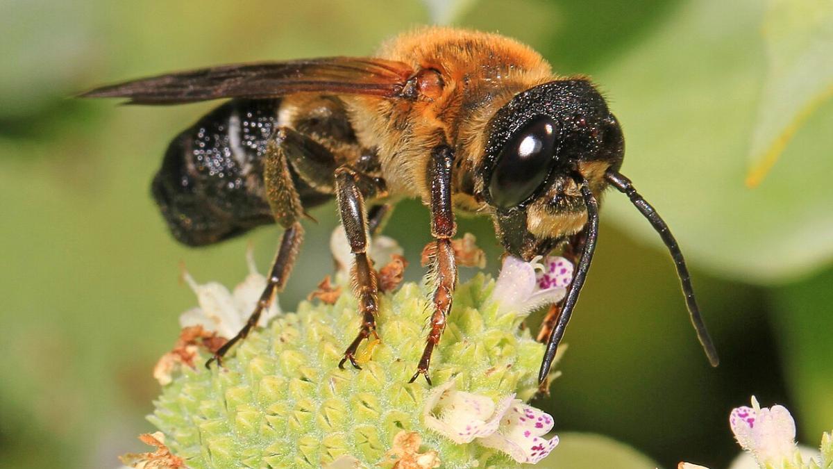 El árbol ornamental que está ayudando a expandirse a la primera abeja invasora de Europa: es muy común en jardines y ciudades