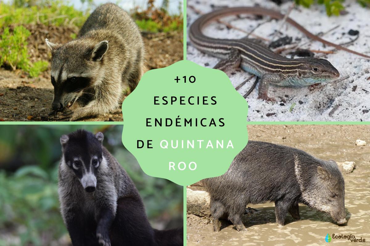 Especies endémicas de Quintana Roo