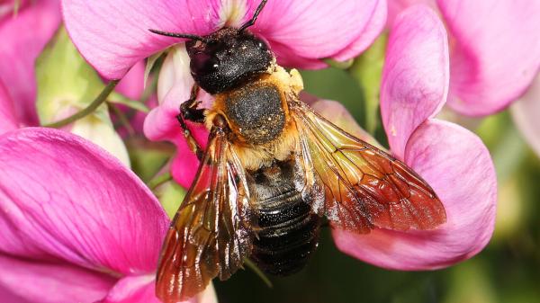 El árbol ornamental que está ayudando a expandirse a la primera abeja invasora de Europa: es muy común en jardines y ciudades - La primera abeja invasora documentada en Europa llegó desde Asia